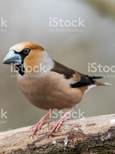 finch-1