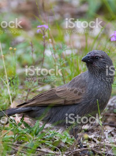 finch-3
