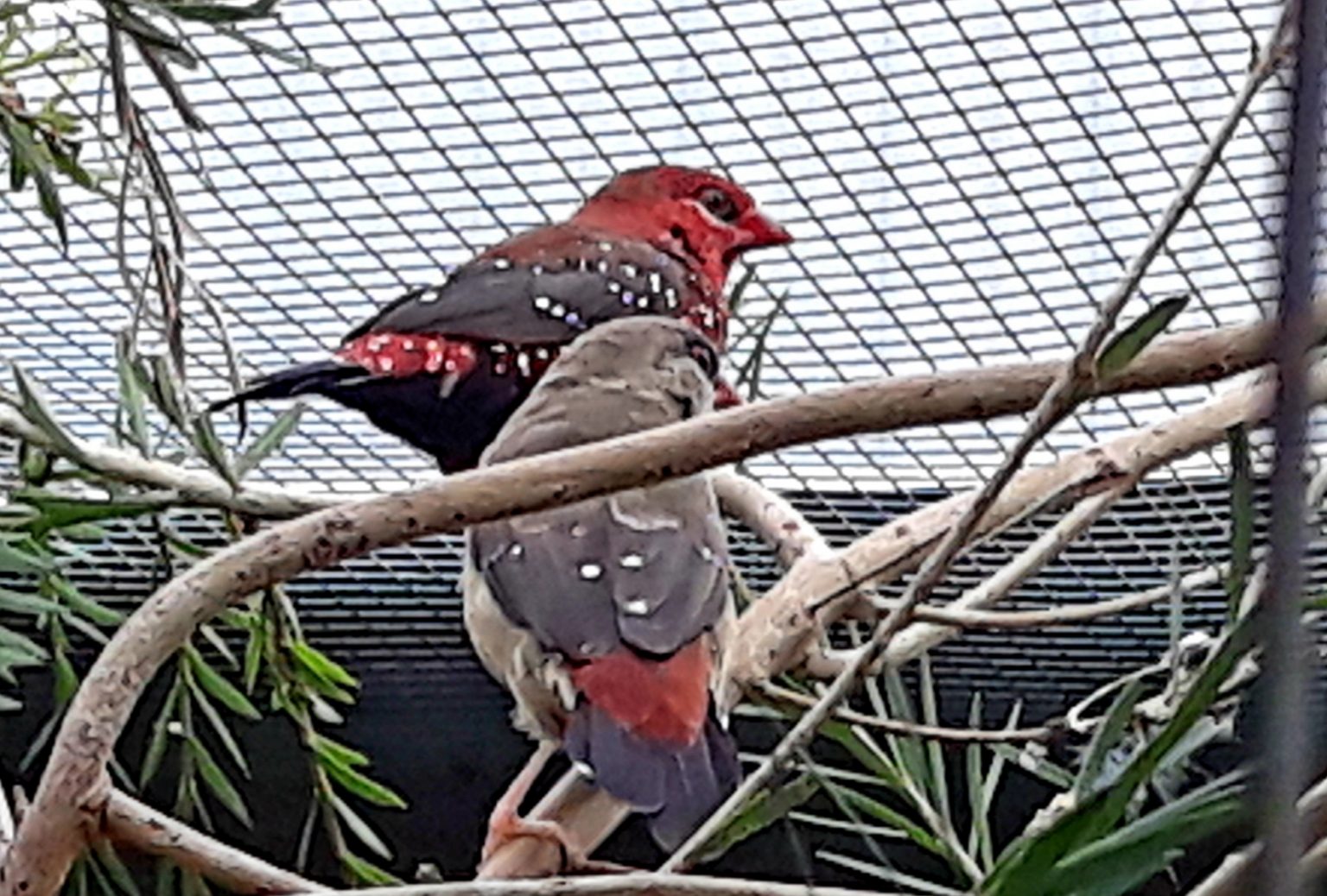 Strawberry finches Queensland Finch Society