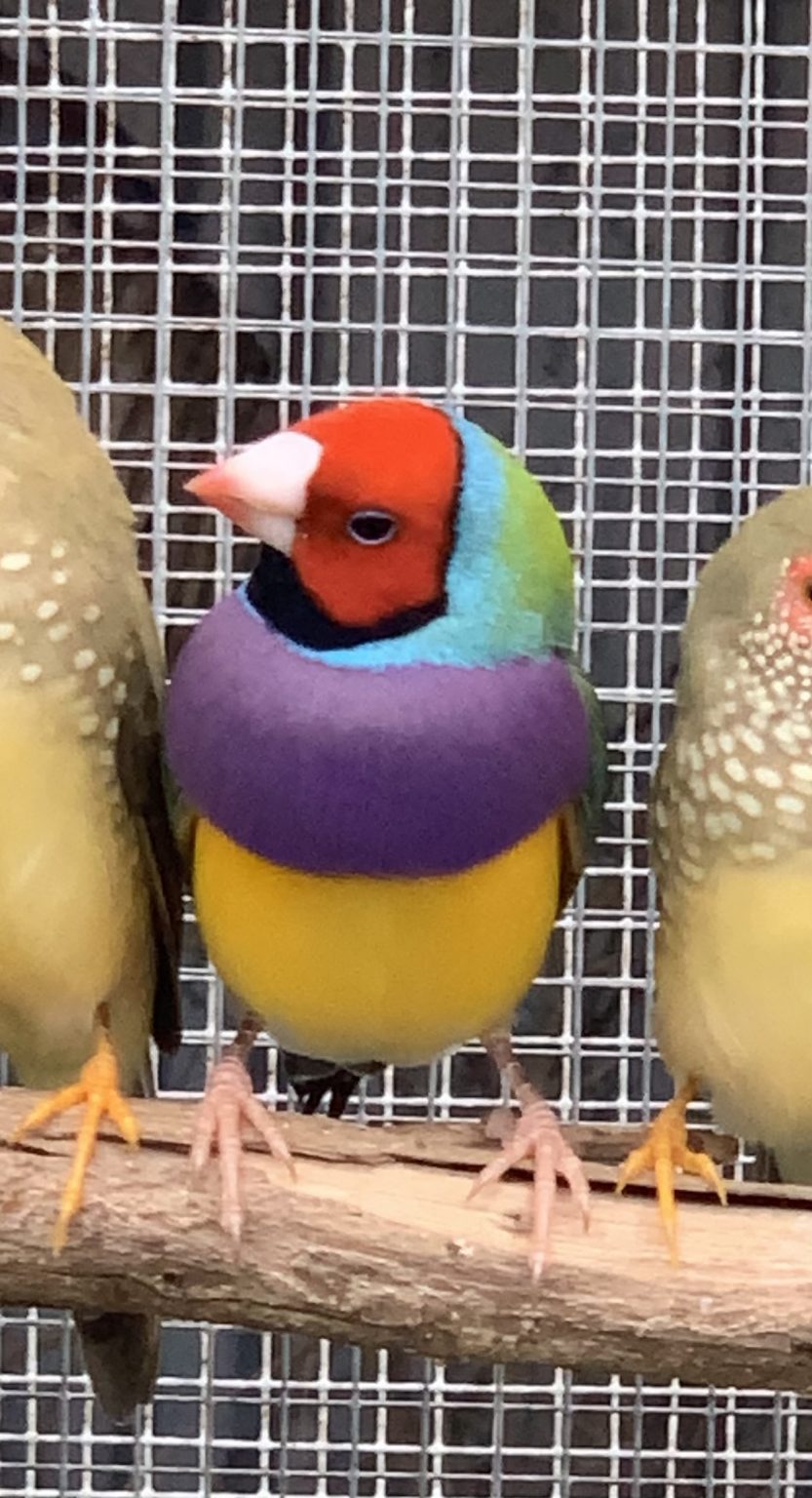 Red headed gouldians Queensland Finch Society