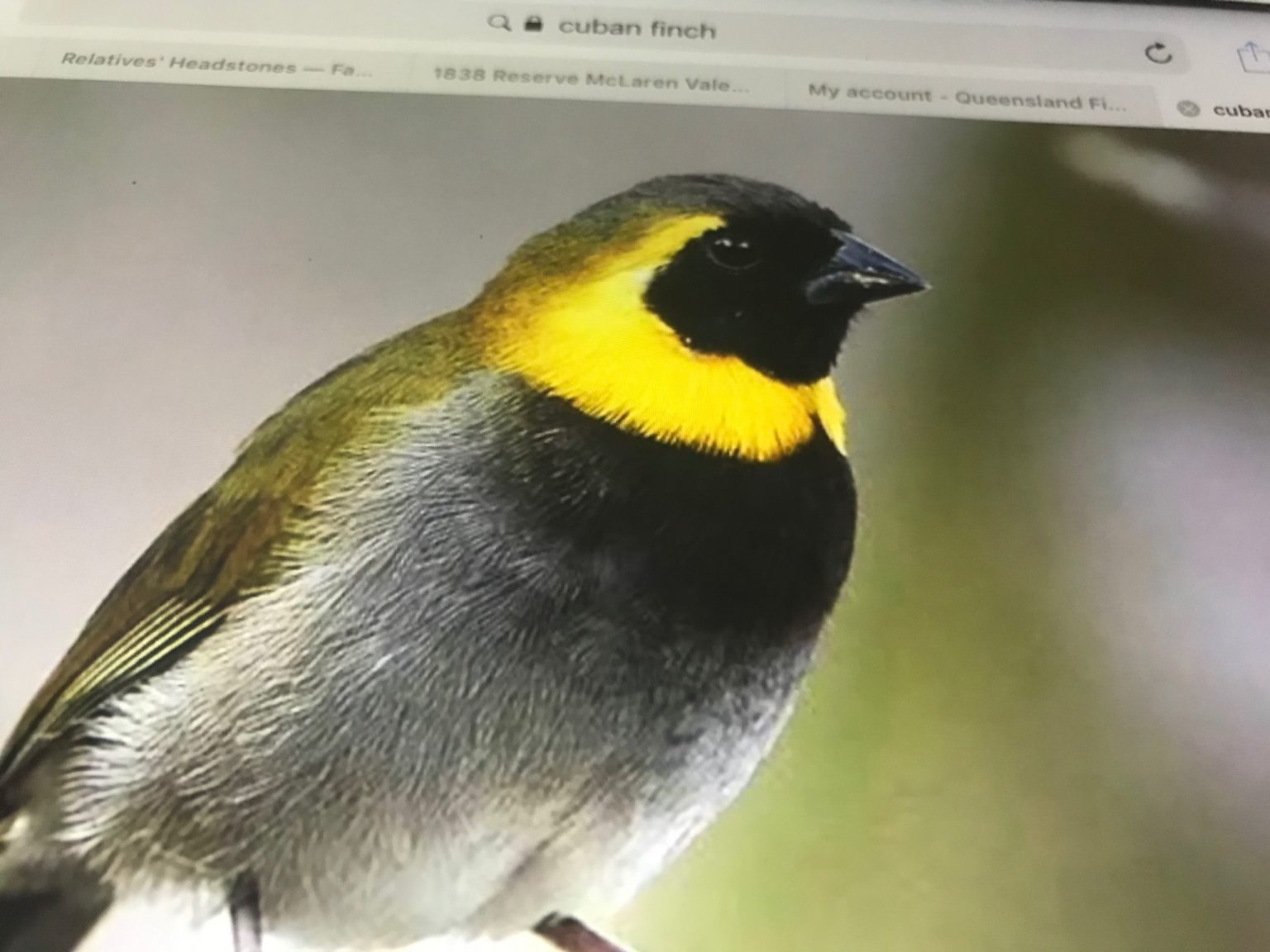 Cuban Finch Queensland Finch Society